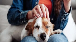 কুকুর-হানার নয়ডার ভিডিও আতঙ্ক ছড়িয়েছে কুকুর-হানার নয়ডার ভিডিও আতঙ্ক ছড়িয়েছে