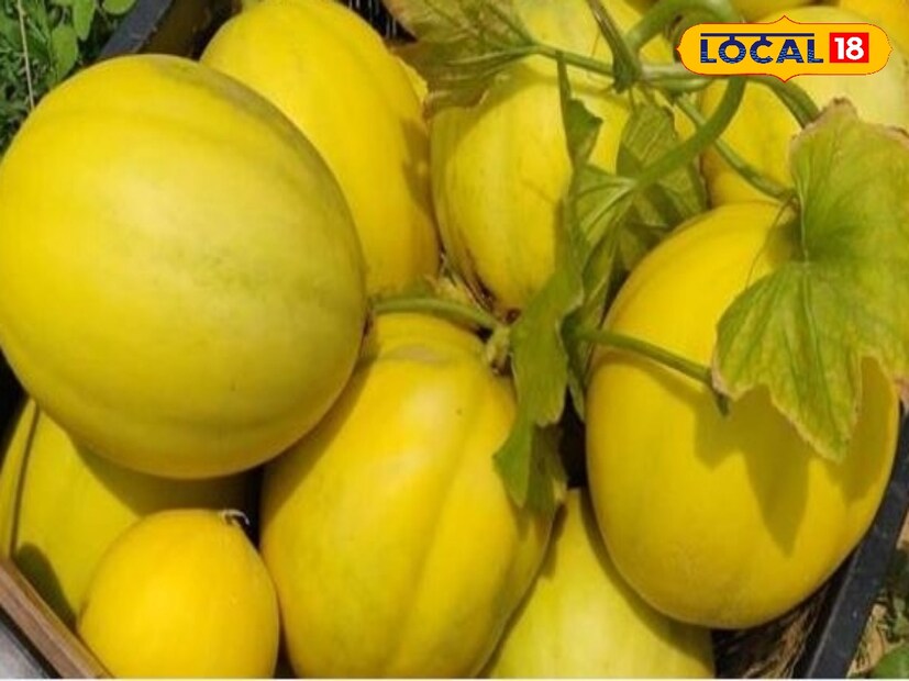 তাপমাত্রার পারদ যে ভাবে চড়ছে তাতে ভরসা এখন এই ফলেই।খরমুজের মধ্যে ৯০ শতাংশ রয়েছে জল। এছাড়াও খরমুজের মধ্যে কোনও ক্যালোরি নেই। আছে প্রচুর পরিমাণ ফাইবার। আছে ভিটামিন এ, সি-সহ একাধিক স্বাস্থ্যকর উপাদান। photo source collected