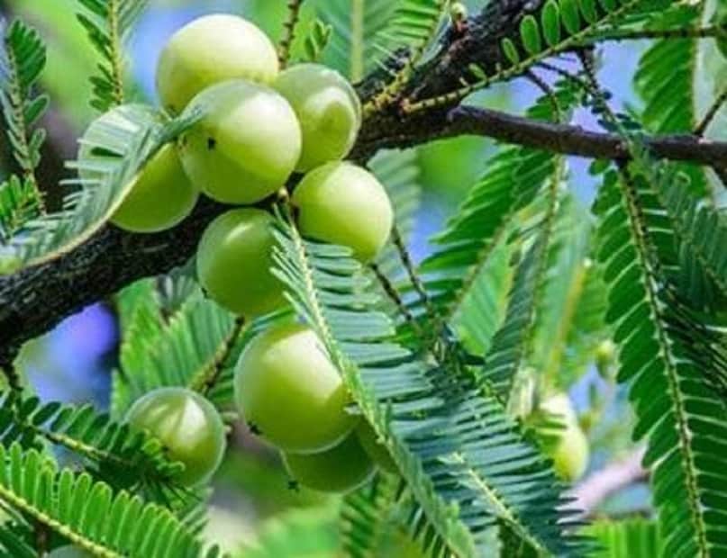 অনেকেই রয়েছেন যারা প্রতিদিনের খাদ্য তালিকায় আমলকির রস পান করেন, কিম্বা আমলকি খেয়ে থাকেন। যারা নিয়মিত আমলকি খান তাদের স্বাস্থের জন্য এটি ইতিবাচক ভূমিকা পালন করে বলেই মত চিকিৎসকের। কারণ আমলকির রস শরীরের মধ্যে ইনসুলিনের ভারসাম্য বজায় রাখে। ফলে ব্লাড সুগার নিয়ন্ত্রণে থাকে। photo source collected 