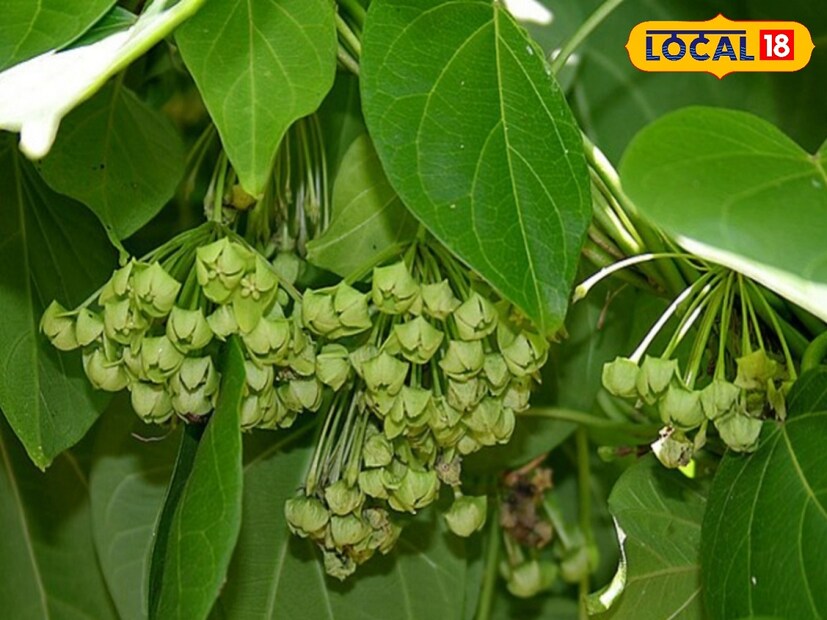মাত্র একমাস ফোটে এই ফুল যা আপনার শরীরের বেশ কয়েকটি গুরুত্বপূর্ণ রোগের নির্মূল করতে পারে। এই ফুলে আপনি না জানলেন অবশ্যই জেনে নিন কী এই ফুল।