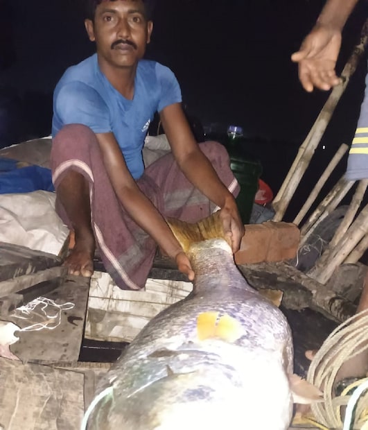 জানা যায়, মাছটির ওজন প্রায় ২০ কেজি, এত্ত বিশাল ভেটকি মাছ আগে কখনও শ্যামপুরের সন্ধ্যাময়ী মৎস্য আড়তে আসেনি বলেই জানা যায় , বিশাল আকৃতির এই মাছ কিনতে রীতিমত বেশ কিছু ক্রেতা হুমড়ি খেয়ে পড়েন। মাছ কেনার ইচ্ছা থাকলেও দামের জেরে নাগাল পায়নি অনেক ব্যবসায়ী।