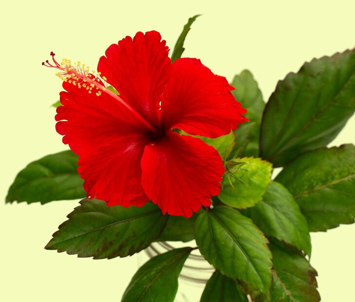 দেবী লক্ষ্মীকে জবা ফুল নিবেদন করুনএমনটা বিশ্বাস করা হয় যে ১১ তারিখ শুক্রবার আপনি যদি দেবী লক্ষ্মীকে লাল জবা ফুল অর্পণ করেন তাহলে আপনার দাম্পত্য জীবনের সমস্ত বাধা দূর হয়ে যাবে। এছাড়াও, আপনি যদি বিবাহিত হন তবে এই প্রতিকারের মাধ্যমে আপনার বিবাহিত জীবন সর্বদা সুখী থাকবে এবং আপনি পারস্পরিক বিবাদ থেকে রক্ষা পাবেন।