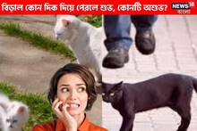 রাস্তার ডান থেকে বাঁ, নাকি বাঁ থেকে ডান? বিড়াল কীভাবে পেরলে অশুভ হয় জানেন কি!