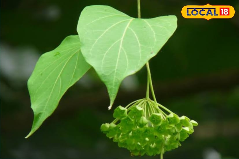 যুক্তি ফুলের অন্য নাম তিতাকুঞ্জ লতা। হিন্দিতে- অকড় বেল, অসমে-হেমজিরন্তি লতা, সংস্কৃতে- বহুপর্ণী বা বহুবল্লী নামে ডাকা হয়।