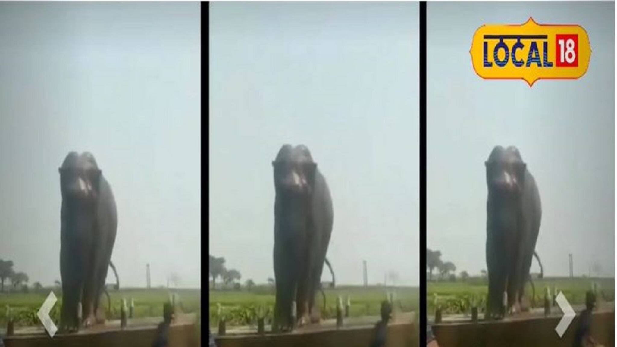 Viral Video-Elephant: মৃত্যু-ভয় ভুলে জংলি হাতিকে স্নান করায় যুবক! ভাইরাল ভিডিও! কে এই যুবক? জানলে অবাক হবেন