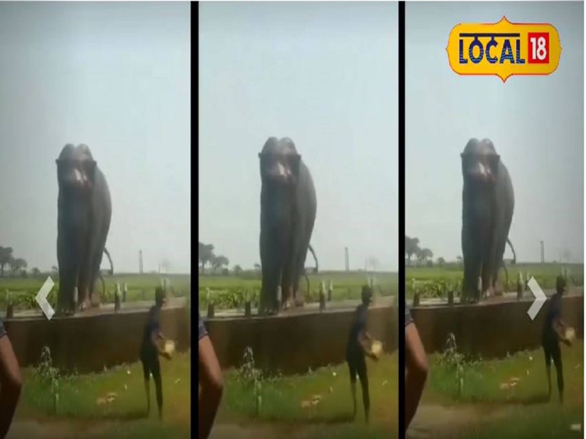 Viral Video-Elephant: মৃত্যু-ভয় ভুলে জংলি হাতিকে স্নান করায় যুবক! ভাইরাল ভিডিও! কে এই যুবক? জানলে অবাক হবেন