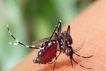 দাবদাহের মধ্যে ম্যালেরিয়ার আতঙ্ক! জলপাইগুড়িতে এক মাসে আক্রান্ত ৮০, তৎপর প্রশাসন
