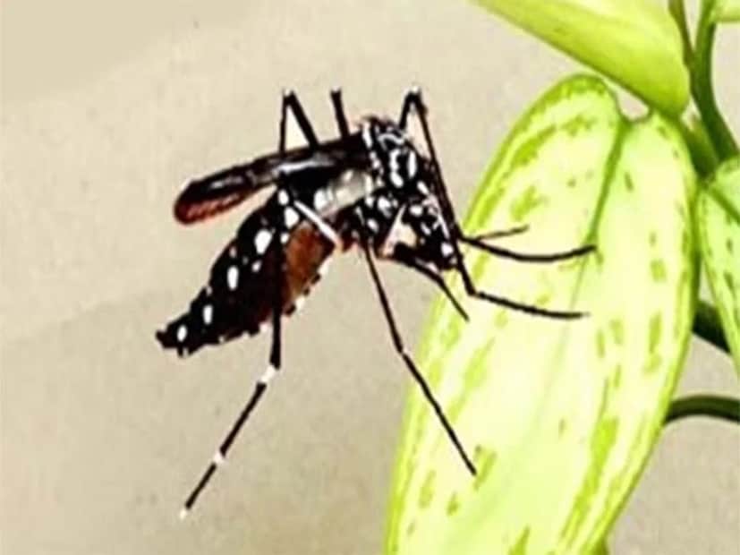 শীতের তীব্রতায় আইসল্যান্ডে মশার বংশবৃদ্ধি করতে না পারলেও, ইউরোপের অনেক শীতপ্রধান দেশে মশারা সাবলীল। আইসল্যান্ডের পাশের দেশ গ্রিনল্যান্ডে যখন শীত শুরু হয়, তখন শীতনিদ্রায় থাকে মশারা। শীত শেষে বরফ গলা শুরু হলে, তারা ডিম পাড়তে শুরু করে। আইসল্যান্ডের মতো এখানে শীত শেষ হওয়ার পর আবার হঠাৎ করে শীত চলে আসে না। তাই গ্রিনল্যান্ডে বাচ্চা ফোটানোর চক্র পূর্ণ করতে পারে মশা।