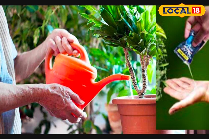 যদি গাছের পাতা কুঁকড়ে যায় ,কিংবা গাছে ফলন না আসে অথবা গাছে পোকার আক্রমণ দেখা যায় তবে শ্যাম্পু দিলেই আপনার গাছের সমস্ত সমস্যার সমাধান মিলবে নিমেষে।