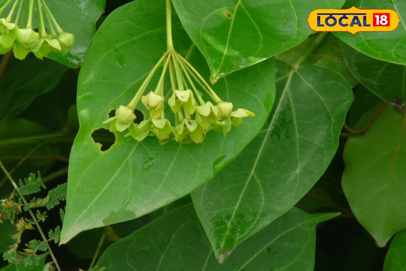 ভারতবর্ষই এর আদি নিবাস। তামিলনাড়ু, কেরালাতেও দেখা যায়। ক্রান্তীয় এক উদ্ভিদ লতা। লোকবিশ্বাস এই ফুলের তরকারি খেলে চৈত্র-বৈশেখের নানান মরশুমি রোগ-ব্যাধি থেকে রেহাই মেলে।