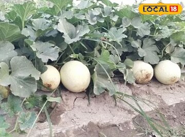 কিডনির স্টোন গলে যাবে,ফলের বীজ হবে কামাল!ওজন ঝপঝপ কমবে,গাঁটের ব্যথা হবে ভ্যানিশ!