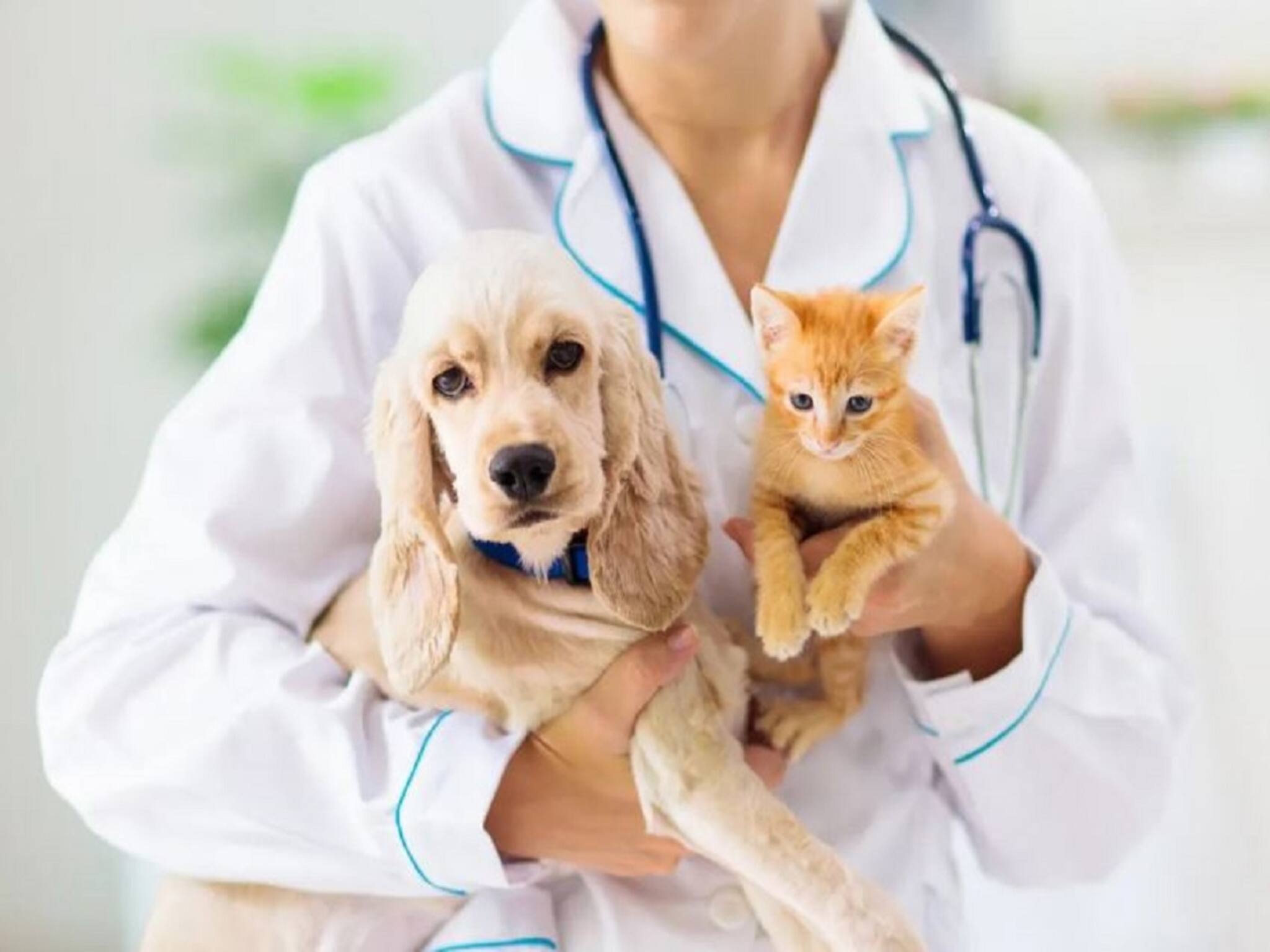 কুকুর-বিড়ালকে ঠিক কোন বয়সে, কত দিন অন্তর ভ্যাকসিন দিতে হয়? জানুন চিকিৎসকের মত