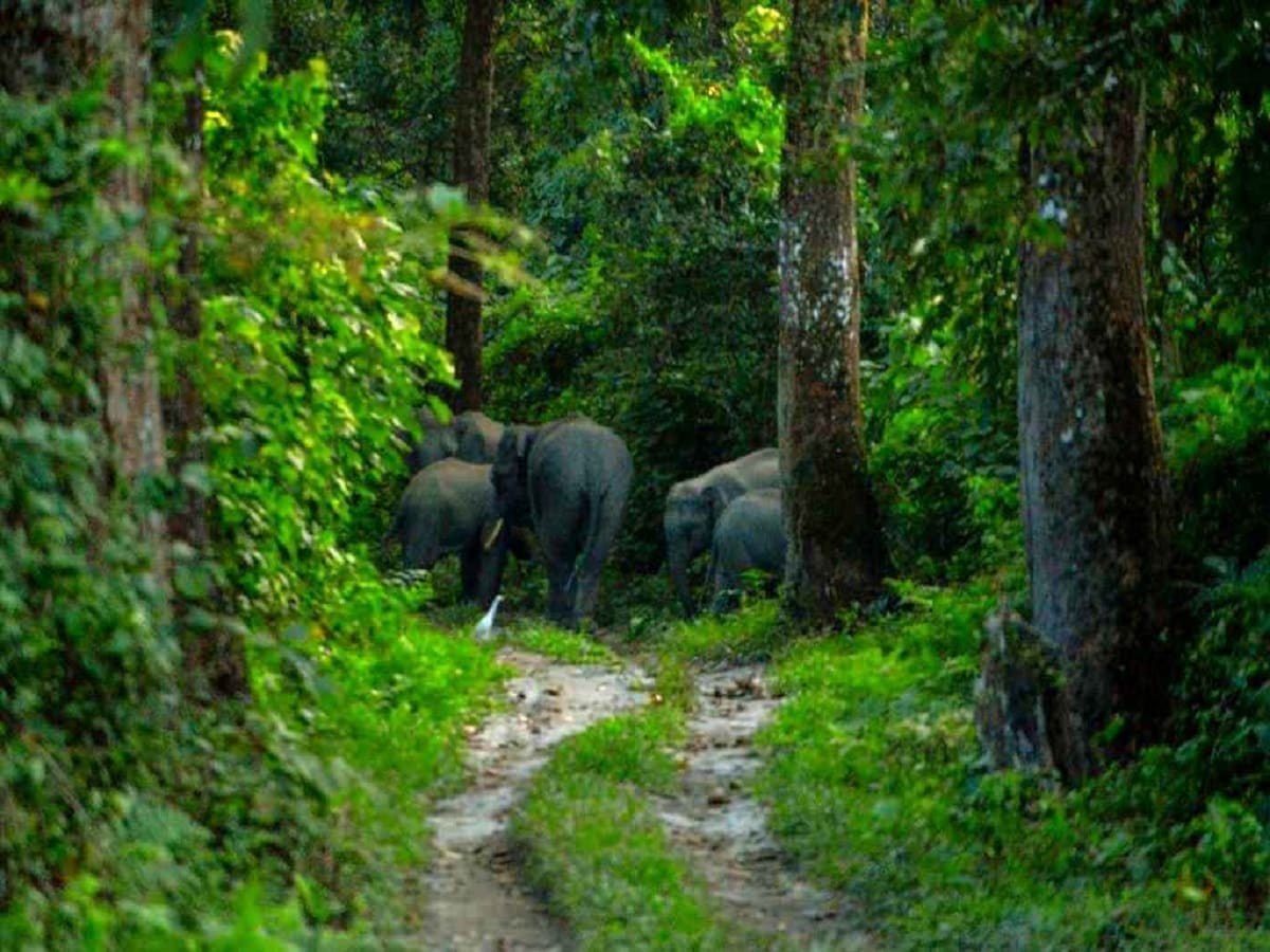 ভরা পর্যটনের মরশুমে ফাঁকা চিলাপাতা। জুন মাসের ১৫ তারিখ থেকে বন্ধ হয়ে যাবে জঙ্গল। শেষের পথে গরমের ছুটিও। তার আগেই চিলাপাতা ভ্রমণের আমন্ত্রণ জানালেন পর্যটন ব্যবসায়ীরা। photo source collected 