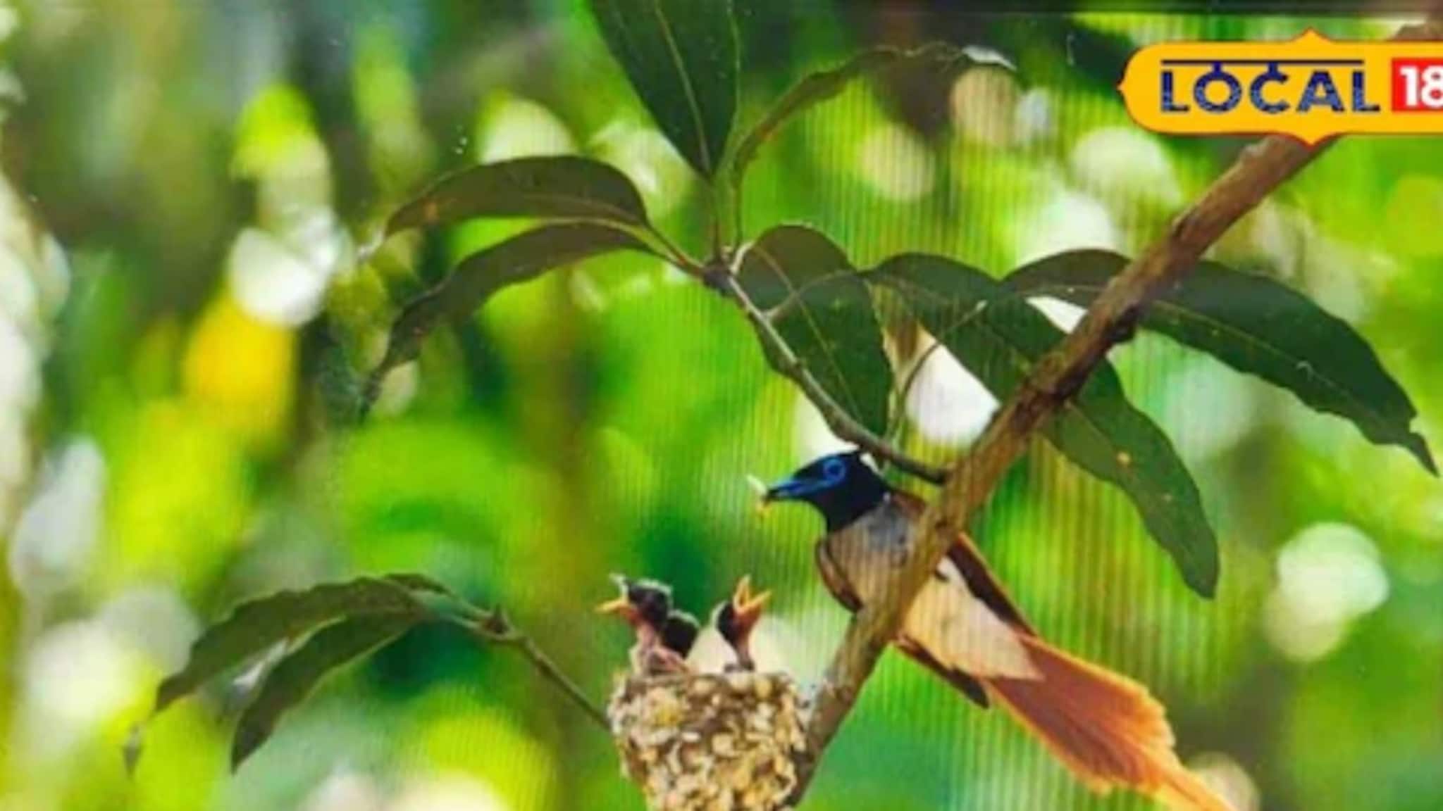 Birds: শীত নয়, ভরা গরমেই ঝাঁকে ঝাঁকে পাখি! ভিড় জমিয়েছেন ছবি শিকারিরা