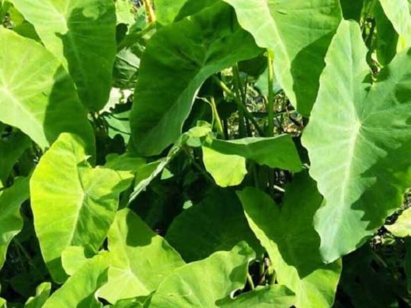 গরমের সময়েও এই শাক বাজারে কিনতে পাওয়া যায়। আয়ুর্বেদিক চিকিৎসক ডাঃ উমেশ জানালেন কচু শাকের ওষধি গুণ সম্পর্কে। 