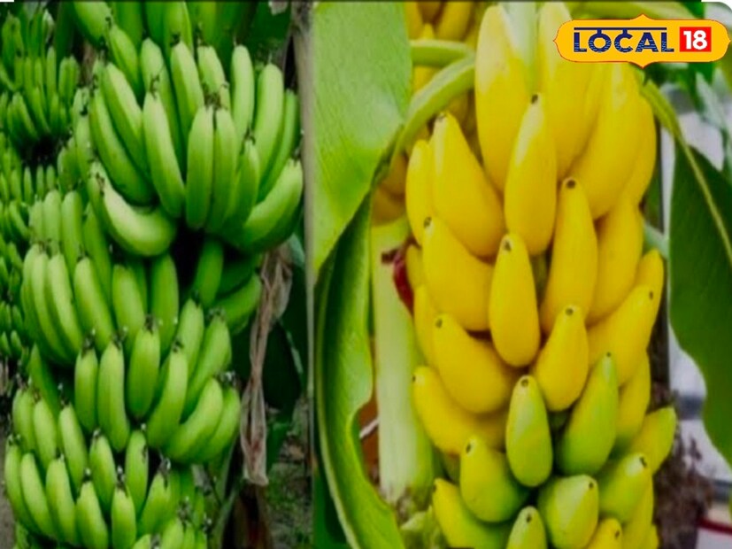 কাঁচা নাকি পাকা, কোন কলার বেশি উপকার জানেন? কী বলছেন পুষ্টিবিদ ? কাঁচা ও পাকা কলার দ্বন্দ্ব দীর্ঘদিনের। এই দুই কলাতেই রয়েছে একাধিক পুষ্টিগুণ। কিন্তু অনেকেই বুঝতে পারেন না কাঁচা না পাকা কলা খাওয়া জরুরি।photo source collected 