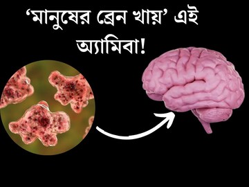ঘাতক অ‍্যামিবার খাদ‍্য ‘মানুষের ব্রেন’! ১৮ দিনেই মৃত‍্যু? কোথায় থাকে?