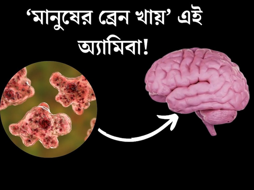 বিরল সংক্রমণে আক্রান্ত হয়ে কিছুদিন আগেই কেরালায় এক পাঁচ বছরের শিশুকন‍্যার মৃত‍্যু হয়। এক ধরণের বিরল মস্তিস্কের সংক্রমণে মৃত‍্যু হয় পাঁচ বছরের ফুটফুটে প্রাণের। জন‍্য দায়ী এক ধরণের অ‍্যামিবা। এই অ‍্যামিবাকে বলা হয় ‘ব্রেন ইটিং অ‍্যামিবা’ বা 'মস্তিষ্ক খাওয়া অ্যামিবা'।
