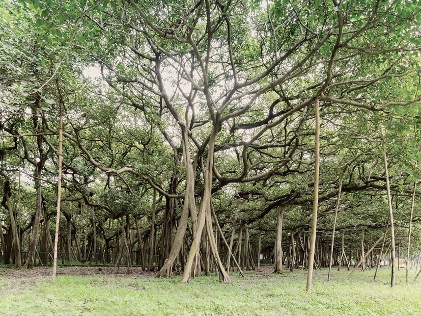 ১৭৮৭ সালে বাগানের সূচনা ৩১০ একর জমি নিয়ে। পরে ৪০ একর জমি যা কিড সাহেবের সম্পত্তি ছিল পরে তা দিয়ে দেওয়া হয় বিশপ’স কলেজকে। সে কলেজ আর নেই। সেই জমিতে এখন বেঙ্গল ইঞ্জিনিয়ারিং অ্যান্ড সায়েন্স ইউনিভার্সিটি। আঠারো শতকে বিশ্বের কোনও বাগান এমন বিশাল পরিধি নিয়ে জন্ম নেয়নি। এমনকি ১৮৪০ সালের আগে বিলেতের বিখ্যাত কিউ গার্ডেনস ছিল মাত্র এগারো একর জমি নিয়ে। 
