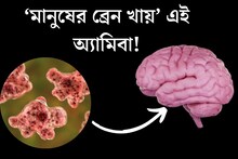 ঘাতক অ‍্যামিবার খাদ‍্য ‘মানুষের ব্রেন’! ১৮ দিনেই মৃত‍্যু? কোথায় থাকে?