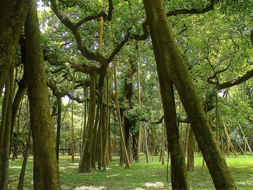 অবশ্য বাগানের পরের ইতিহাস স্বতন্ত্র। অতি গৌরবময়। তার সাক্ষী বর্তমানে বোটানিক্যাল গার্ডেনের ১৪০০ প্রজাতির প্রায় ১৭,০০০ গাছ, বিরল প্রজাতির গাছগাছড়া, ম্যাগনোলিয়া, রোডোডেনড্রন এবং অ্যালপাইনের মতো বিচিত্র সম্ভার।