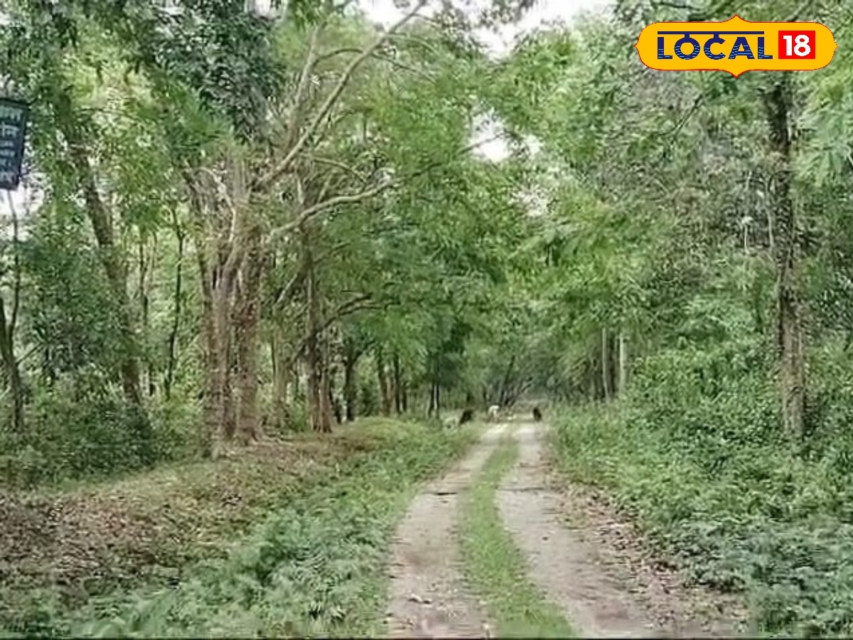 চিলাপাতার জঙ্গলের একটা বড় ইতিহাস রয়েছে। এই জঙ্গলকে বলা হয়ে থাকে কোচ রাজাদের মৃগয়াক্ষেত্র।এখানে তাঁরা শিকার করতে আসতেন। কোচরাজার সেনাপতি ছিলেন চিল্লা। তিনি চিলের মতো ছোঁ মেরে শত্রু নিধন করতে পারতেন। তাঁর নামেই এই অরণ্যের নাম রাখা হয়েছিল চিলাপাতা।photo source collected