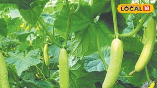 কীটনাশক ব্যবহারে শসা হয়ে উঠছে চরম বিষাক্ত, খাওয়ার আগে এই ৩ কাজ অবশ্যই করুন