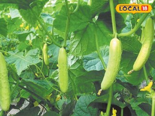 কীটনাশক ব্যবহারে শসা হয়ে উঠছে চরম বিষাক্ত, খাওয়ার আগে এই ৩ কাজ অবশ্যই করুন