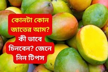 কোনটা হিমসাগর, কোনটাই ল্যাংড়া! আম দেখে কী ভাবে চিনবেন কোনটা কোন জাতের, রইল টিপস