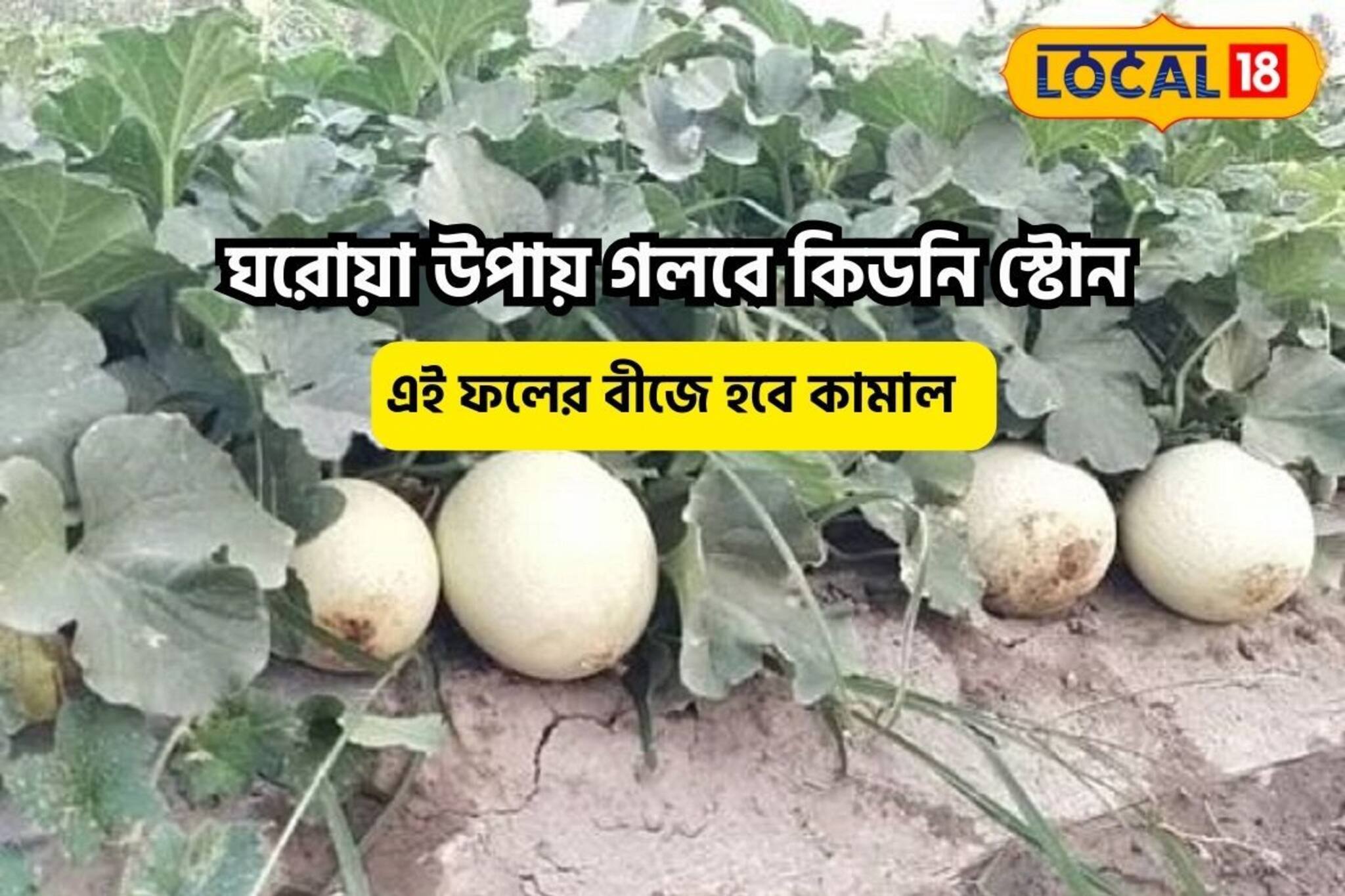 কিডনির স্টোন গলে যাবে,ফলের বীজ হবে কামাল!ওজন ঝপঝপ কমবে,গাঁটের ব্যথা হবে ভ্যানিশ!