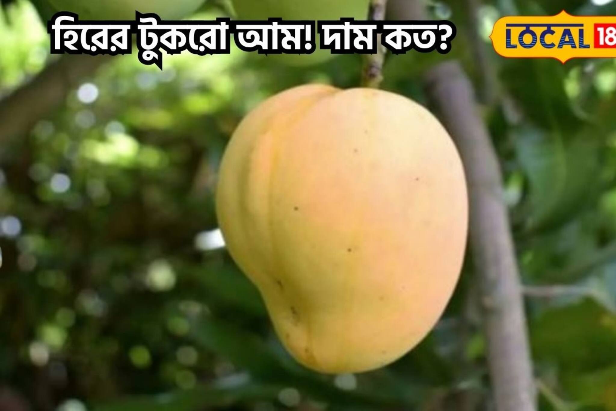 এ যেন আম নয়, হিরের টুকরো! নবাবি আমের বাজরদর কেনই বা এত বেশি?