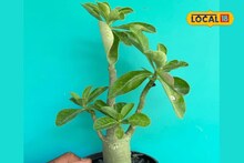 সুন্দর রঙিন ফুলে ছেয়ে যাবে বাড়ির ছাদ; কম পরিচর্যায় এই গাছ চাষ করে প্রচুর লাভ!