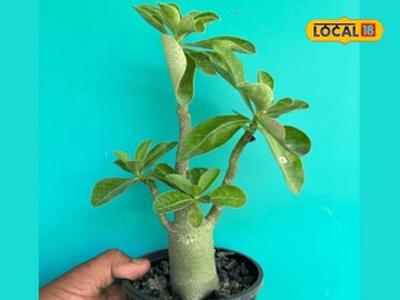 সুন্দর রঙিন ফুলে ছেয়ে যাবে বাড়ির ছাদ; কম পরিচর্যায় এই গাছ চাষ করে প্রচুর লাভ!