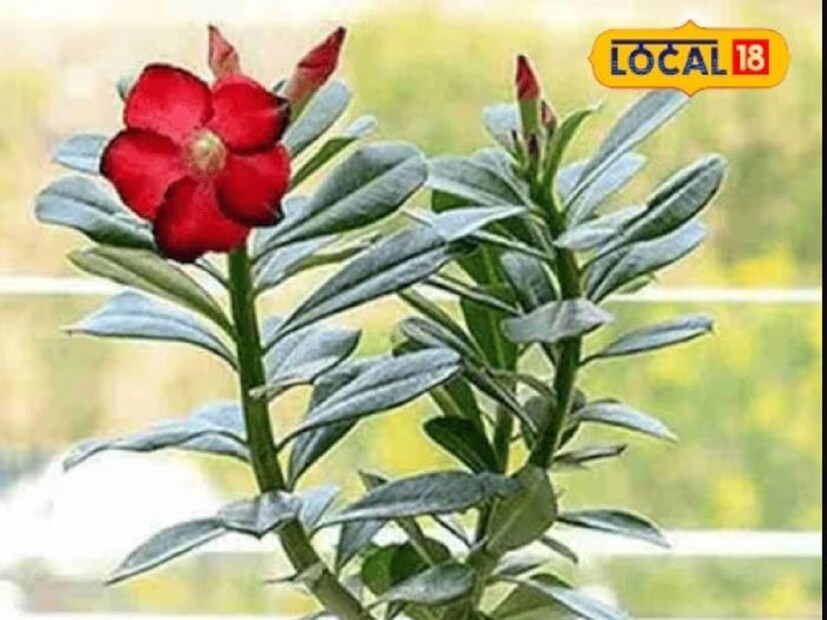 শুনতে অবিশ্বাস্য লাগলেও, অ্যাডেনিয়াম চাষ কিন্তু যথেষ্টই লাভজনক এবং তা থেকে মোটা টাকা উপার্জন সম্ভব৷ কারণ অন্যান্য ফুল গাছের তুলনায় অ্যাডেনিয়ামের দামও বেশি হয়৷ অ্যাডেনিয়াম চাষের সঙ্গে যাঁরা যুক্ত, তাঁদের দাবি, এই ফুল গাছ চাষ করে বছরে ১০ লক্ষ টাকা পর্যন্ত আয় করা সম্ভব৷