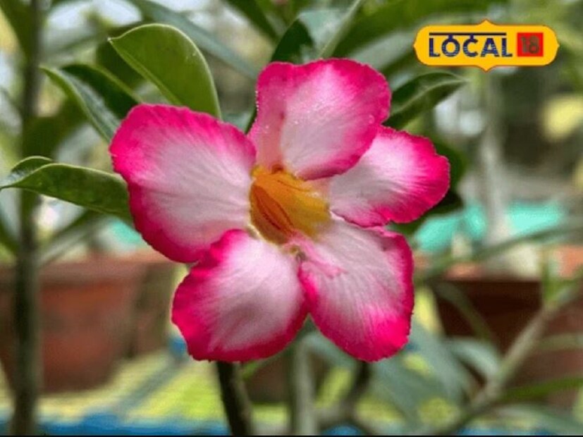 অ্যাডেনিয়ামকে ডেজার্ট রোজও বলা হয়৷ যৌন সমস্যা দূর করতেও অ্যাডেনিয়াম গাছের ব্যবহার হয়৷