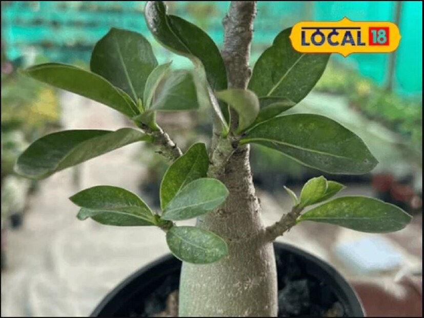 অ্যাডেনিয়ামের একটি ছোট চারার দাম ১৫ থেকে ২০ টাকা পড়ে৷ সেই চারা গাছ বড় করে সহজেই ১৫০ থেকে ২০০ টাকায় বিক্রি করা যায়৷