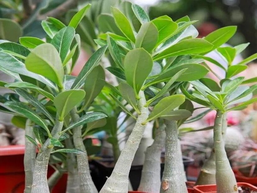 গভীরতা কম, এমন গামলায় অ্যাডেনিয়ামের বীজ থেকে গাছ তৈরি করা সম্ভব৷ তবে তার জন্য মাটির মিশ্রণ কীভাবে হয়, কতটা জল দেওয়া প্রয়োজন তা সঠিক ভাবে জানতে হবে৷ 
