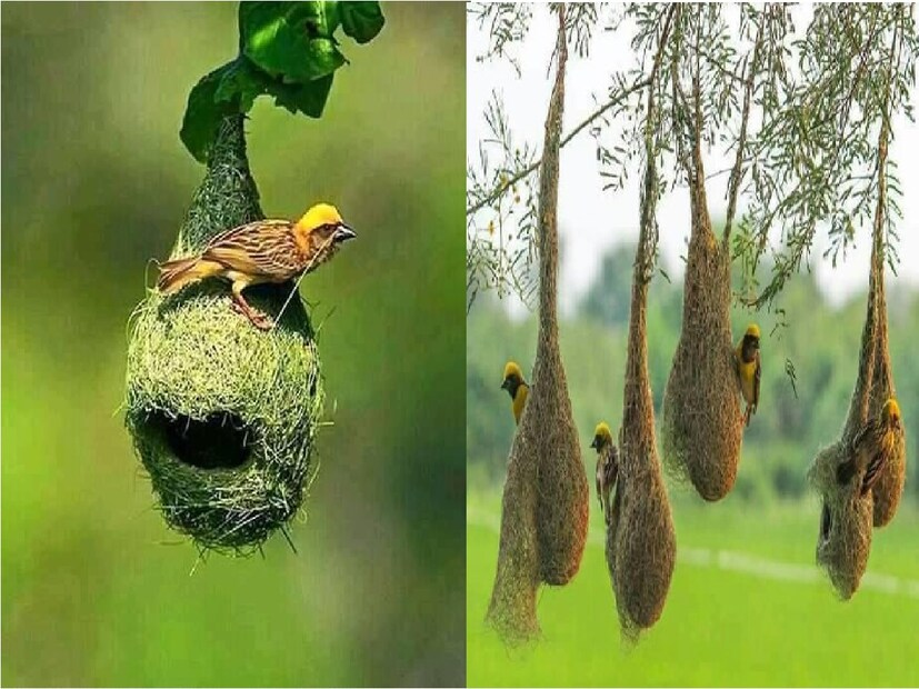 প্রতিদিন নিয়ম করে চলে তাদের বাসা বোনার কাজ।দূর দূরান্ত থেকে পাতার আঁশ কিংবা বিভিন্ন টুকরো কাঠ এনে তারা এক এক করে বানিয়েছে একাধিক বাসা।