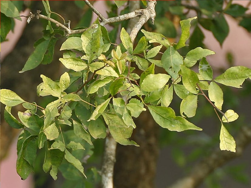  উত্তরাখণ্ডের ঋষিকেশে অবস্থিত শ্রী সাচ্চা অখিলেশ্বর মহাদেব মন্দিরের পুরোহিত শুভম তিওয়ারি বলেন,যে শ্রাবণ মাসে ভক্তরা বেলপাতা, জল, দুধ, দই, মধু, গঙ্গাজল, ফল, ফুল নিবেদন করেন।

