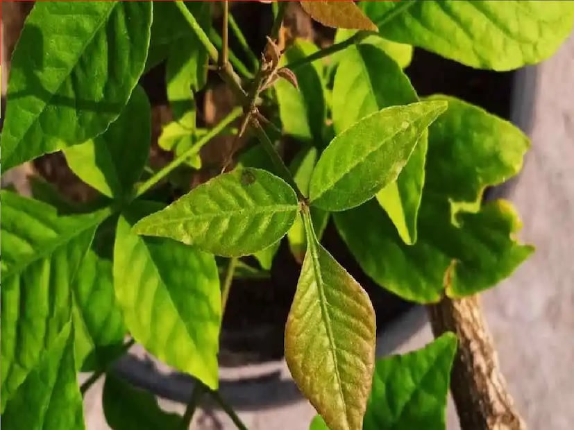 শ্রাবণ মাসে বেলপাতার নিবেদনের বিশেষ তাৎপর্য রয়েছে। কারণ এটি ভগবান শিবের প্রিয় বলে মনে করা হয়।এটি নিবেদন করলে পূজার ফল বহুগুণ বৃদ্ধি পায় এবং শিবের আশীর্বাদ পাওয়া যায়।