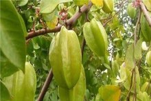 গাছে ভর্তি-ভর্তি হয়, দাম কম, এই ফলের গুণে ডায়াবেটিস বশ, কোলেস্টোরলের যম