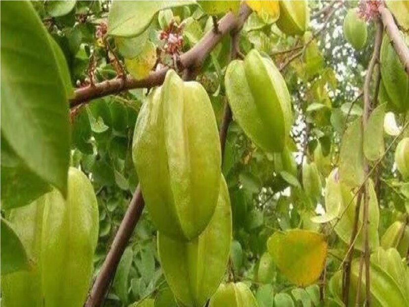 ইংরাজিতে অনেক নাম ক্যারামবোলা, স্টারফ্রুট আর আপনার আমার পাড়ার চেনা ফল কামরাঙা৷ টক-মিষ্টি স্বাদের এই ফল প্রচুর পরিমাণে হয় কিন্তু এটার জনপ্রিয়তা ঠিক ততটা নয়৷  কিন্তু জানেন কি এই ফল যা খুব একটা দামিও নয় আবার  নামীও নয় এর গুণ কত?