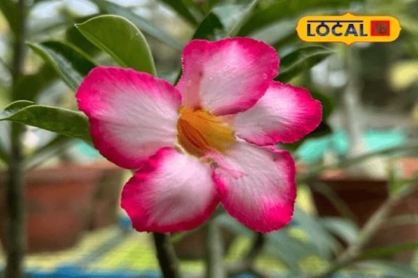 আসলে অ্যাডেনিয়াম হল ওবেসাম প্রজাতির একটি উদ্ভিদ। এটি অনেক ধরনের রোগ নিরাময়ে ব্যবহৃত হয়। ওমানের সংস্কৃতি অনুযায়ী, এই গাছের ক্বাথ বেশিরভাগ ক্ষেত্রেই যৌন সমস্যা নিরাময়ের জন্য ব্যবহৃত হয়। রাজস্থানের বাঙ্কট মুশারি গ্রামের বাসিন্দা উদ্যানতত্ত্ব বিশেষজ্ঞ রবিকান্ত পাণ্ডে বলেন, অ্যাডেনিয়াম এমন একটি উদ্ভিদ, যার রক্ষণাবেক্ষণে তেমন বেগ পেতে হয় না। জল লাগে অল্প। এমনকী অনুর্বর বালি মাটিতেও জন্মাতে পারে। আর সবথেকে আশ্চর্যের বিষয় হল, এই গাছটি সর্বোচ্চ ৪২ ডিগ্রি সেলসিয়াস এবং সর্বনিম্ন ১০ ডিগ্রি সেলসিয়াস তাপমাত্রা সহ্য করতে পারে। 