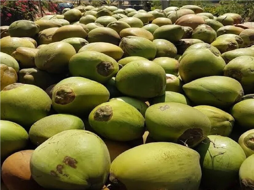 ডাবের এই চড়া দাম শুনে ক্ষোভ প্রকাশ করে ক্রেতারা বলেন, গরমের কারণে ডাবের চাহিদা বেড়ে যাওয়ায় দোকানিরা দাম বাড়িয়ে দিয়েছেন। এক সপ্তাহ আগেও মাঝারি সাইজের একটি ডাব ৫০ টাকায় কেনা যেত। এখন দ্বিগুণ দামে বিক্রি করছে বিক্রেতারা। ক্ষুদিরাম পল্লীর বাসিন্দা Photo- Representative