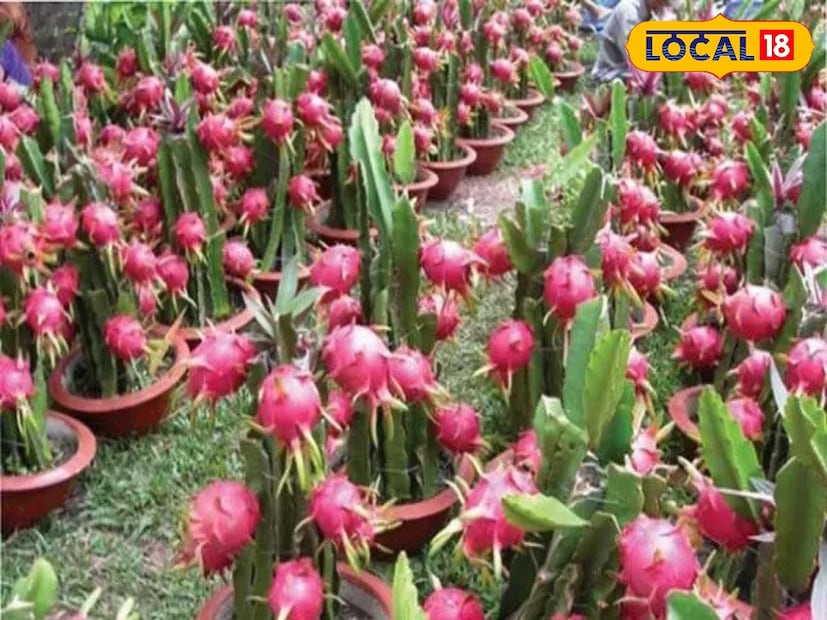 *জানা গিয়েছে, ড্রাগন ফল চাষ করে এখন আর্থিক ভাবে স্বর্নিভর হচ্ছেন বেকার যুবক ও যুবতীরা। সারা বছরই ড্রাগন ফল চাষ করা যায়। তবে ছাদ বা বাগানে ড্রাগন ফল চাষ করে ভাল ফলন পেতে এপ্রিল থেকে সেপ্টেম্বর মাসে চারা রোপণ করতে হবে। ফাইল ছবি। 