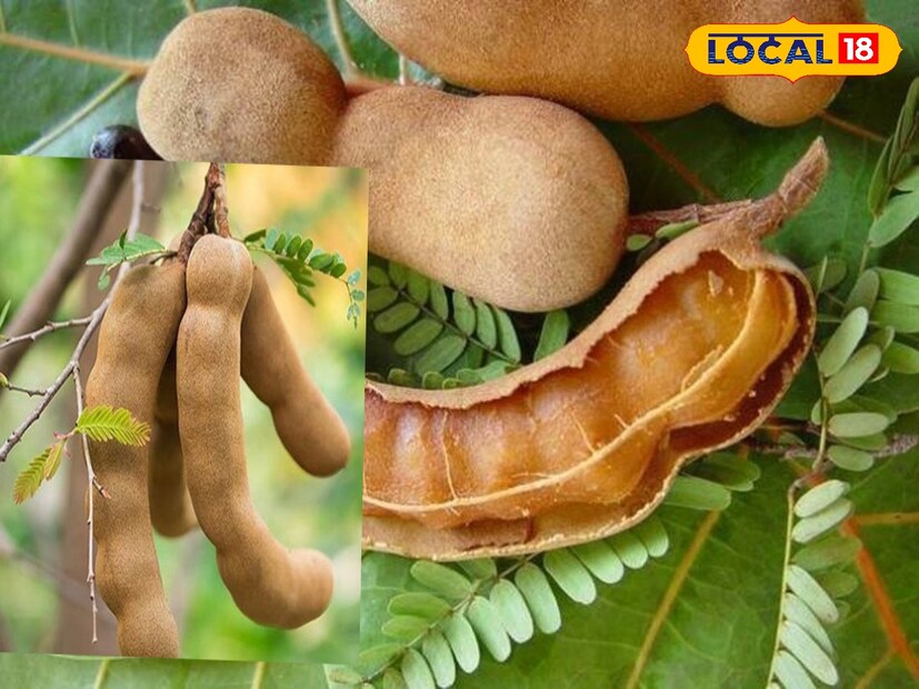 তেঁতুল এমন একটা ফল যা নানা ভাবে খাওয়া যায়। খাবারের সঙ্গে অনেকেই তেঁতুলের আচার ও ফুচকার সাথে অনেকেই তেঁতুলের জল খেতে ভালবাসেন। তবে প্রতিদিন তেঁতুল খাওয়া আদৌ কি উপকার? photo source collected 