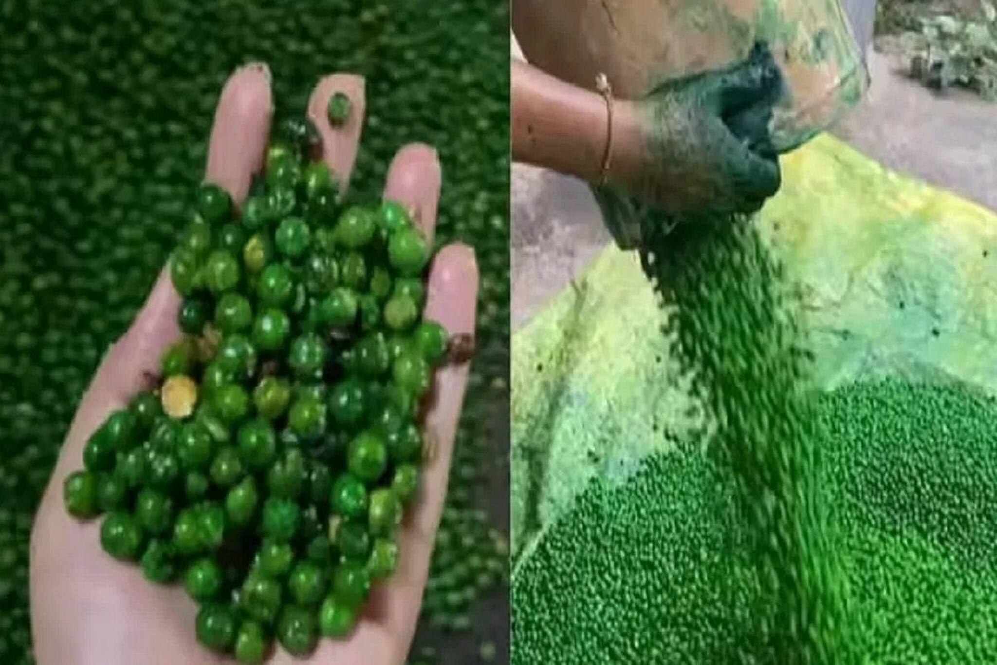 বাসে ট্রেনে সবুজ মটর কিনে খান? মটরশুঁটি নয় কিন্তু, আসলে কী জানলে শিউরে উঠবেন