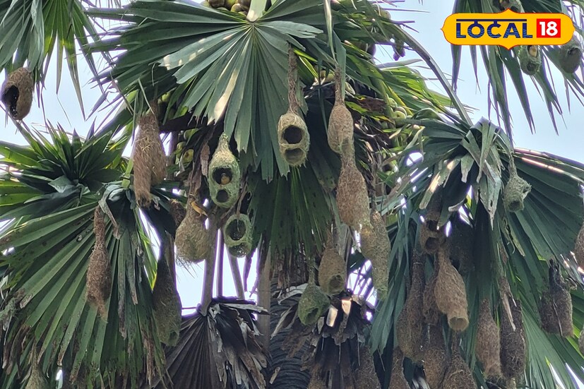 পশ্চিম মেদিনীপুরের কেশিয়াড়ির জুনবলদার সরিষা গ্রামে একটি মস্ত তালগাছে রয়েছে প্রায় ৫০-রও বেশি বাবুই পাখির বাসা। দেখতে যেমন অসাধারণ তেমনি প্রতিদিন নিখুঁতভাবে বাসা তৈরি এক অনন্য আনন্দ দেবে আপনাকে।