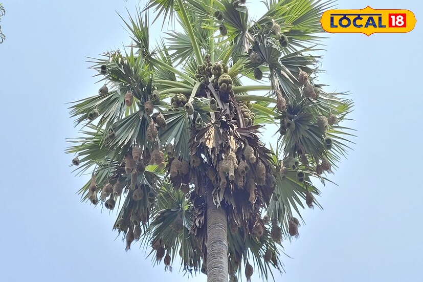 সরিষা গ্রামের বাসিন্দা দিব্যেন্দু দাসের বাড়ির তালগাছে প্রতি বছর বসন্তর শুরুর সময় থেকে বাবুই পাখিরা বাসা করে। দিব্যেন্দু দাস বলেন, প্রতিবছর তারা এখানে এসে বাসা বুনে এবং তাদের যাতে কেউ আক্রমণ না করে তার নজর দেয় বাড়ির সকলে।