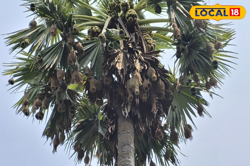 অন্যদিকে পার্শ্ববর্তী গ্রামের বাসিন্দা পরেশ চন্দ্র বেরা বলেন, বর্তমান দিনে কোথাও এই বাবুই পাখির বাসা দেখতে পাওয়া যায় না। এখানে বেশ আশ্চর্যের একটি গাছে প্রায় পঞ্চাশেরও বেশি বাসা এবং প্রতিদিন, প্রতিমুহূর্তে পাখিরা বাসা বুনছে যা দেখতে বেশ আনন্দ লাগে। Input- Ranjan Chanda